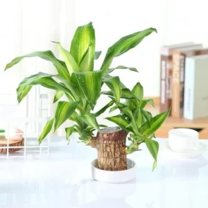 Brazilian Lucky Wood-Mini Home Plant Decorations